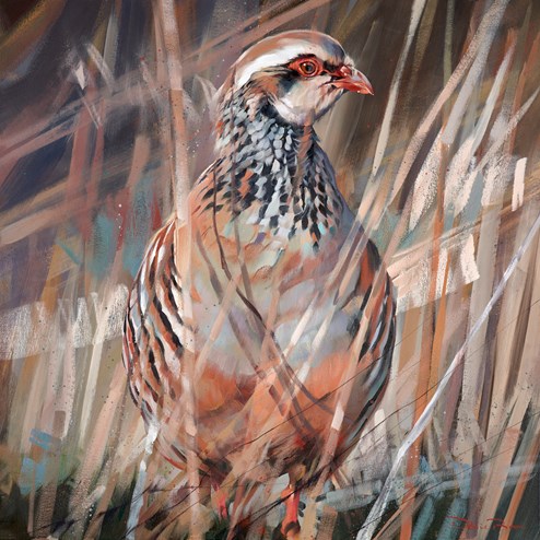 Red Legged Partridge by Debbie Boon - Original Painting on Box Canvas